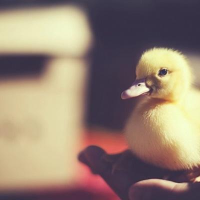 小鸭子头像可爱可爱呆萌的小鸭子