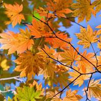 微信头像红树叶图片大全