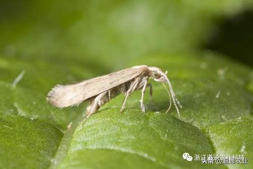 菜蛾是菜农最厌恶的害虫之一,用药就得稳准狠!速度进来学