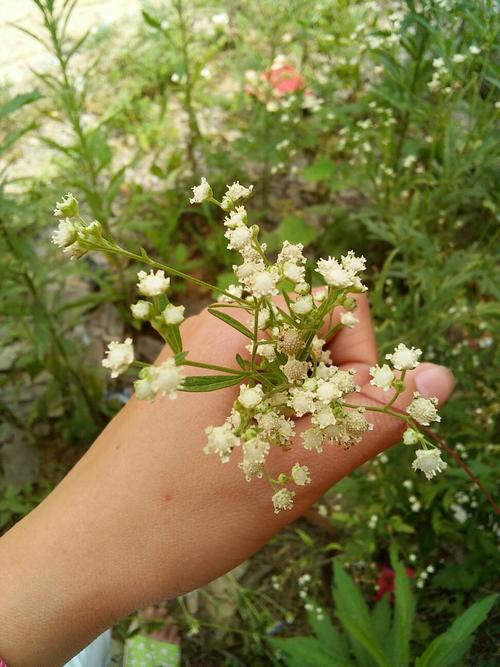 请问一下这花是星星花吗!