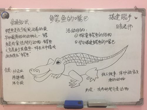 29 课堂学员:陈令硕  活动目的:              1:探索鳄鱼的结构