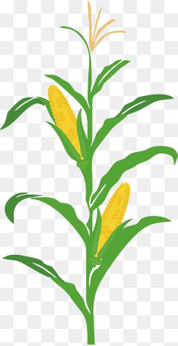卡通玉米丰收立秋插画