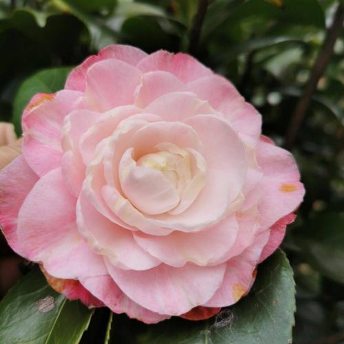 茶花-愿望 十多年茶花树