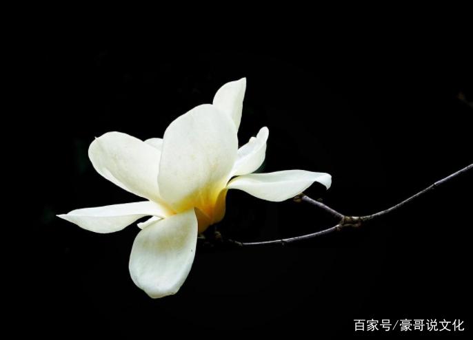 这组玉兰花的图片与大家分享,太漂亮了