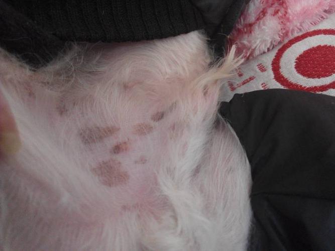狗狗肚子上张了这么多黑斑是怎么回事啊?是不是生病了,呜呜