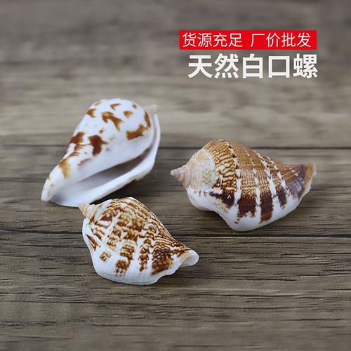 天然多环小凤凰螺海螺贝壳鱼缸造景装饰贝壳工艺批发白口螺一斤装