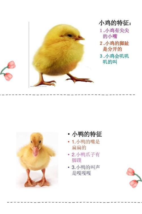让幼儿了解小鸡和小鸭的不同点,并学会区分它们.