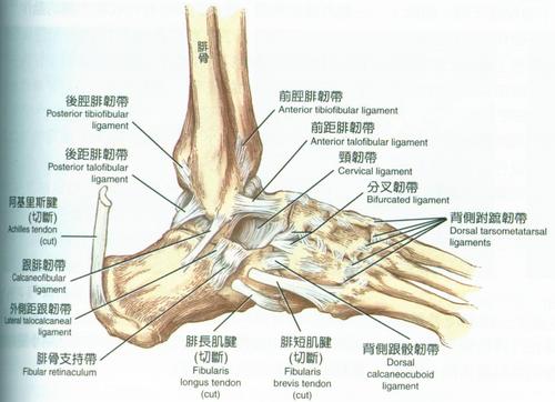 踝关节解剖图