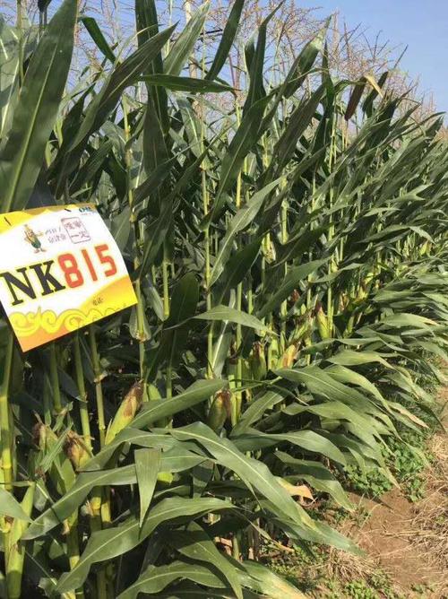 超级国审玉米新品种——京科nk815