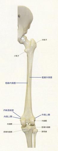 大内收肌 解剖学位置:内收肌结节是位于股骨内侧上髁上部的小型骨性