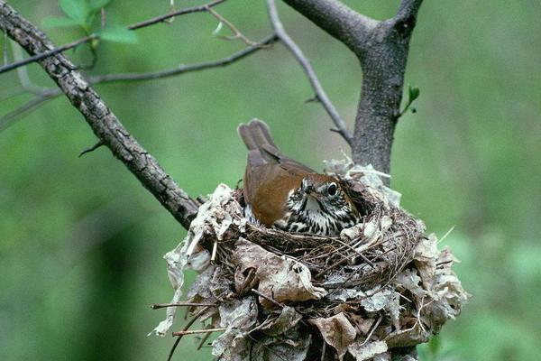 玩家将雏鸟分为窝雏,软毛,齐毛三阶段,刚出世的幼鸟叫窝雏,羽毛已