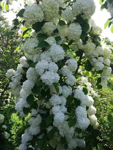 万博木本绣球树中华木绣球琼花树中华绣球八仙绣球花绣球树斗球