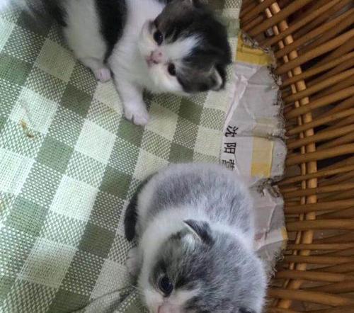 蓝白英短虎斑猫