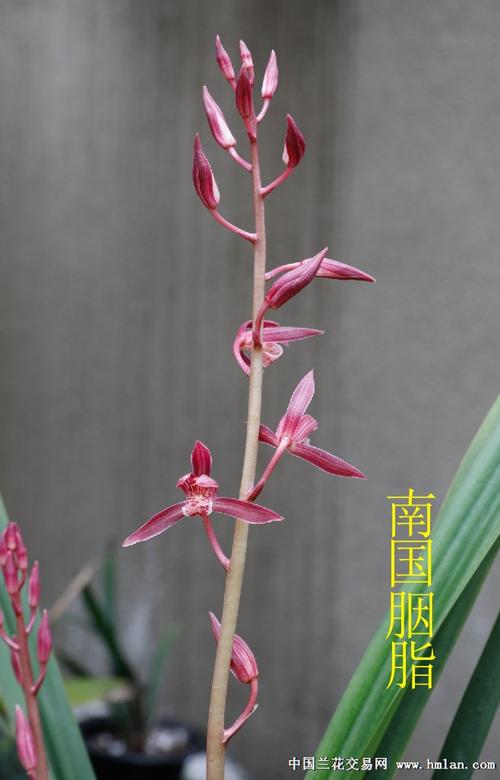 瑶琳胭脂 岭南胭脂 南国胭脂 开了-墨兰篇-中国兰花交易网社区