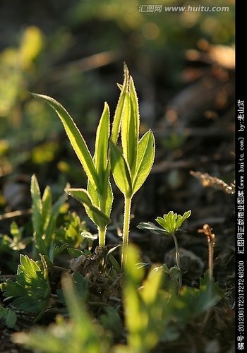 大兴安岭野生植物鸭嘴菜