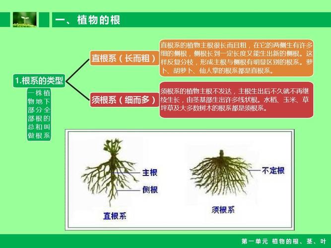 无忧文档 所有分类 小学教育 其它课程 小学自然课件-植物的根茎叶ppt