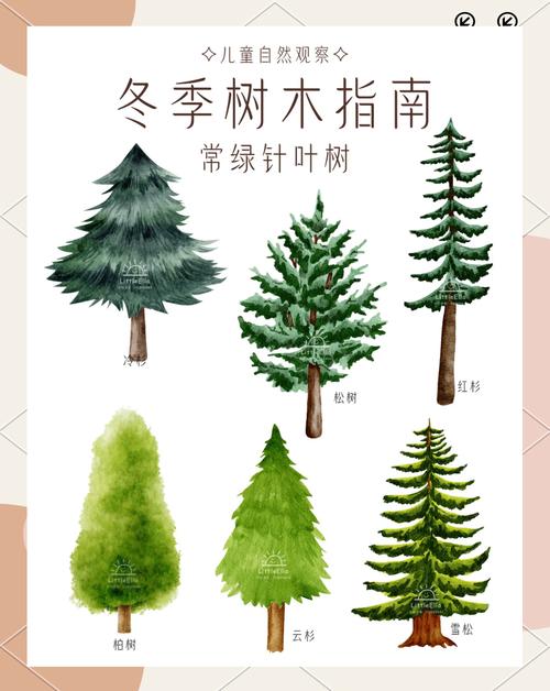 �冬日里的绿色使者:常绿针叶树大揭秘�