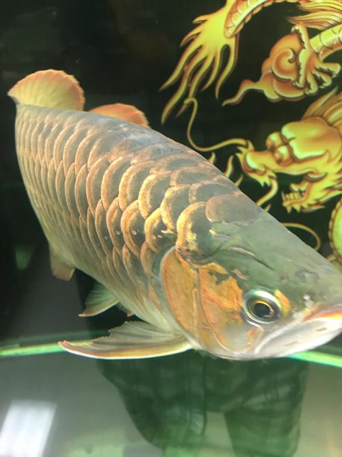 是水霉吗 - 龙鱼玩家 - 龙鱼之巅