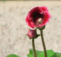 烟筒花
