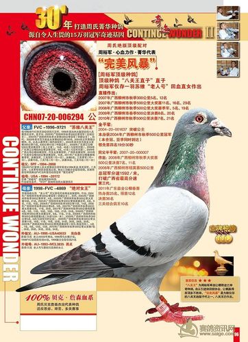周裕军金牌种鸽-完美风暴_日志_广西-周裕军 - 赛鸽