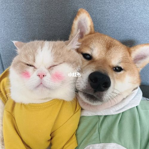 可爱的猫狗情侣头像快和你对象换上叭!_情侣头像_素材
