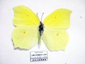尖钩粉蝶