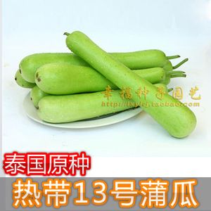 【热带13号蒲瓜种子】蒲籽瓜 夜开花 葫芦 壶卢 长蒲瓜 春秋播种