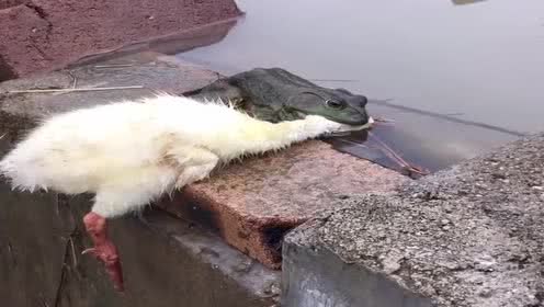 癞蛤蟆终于吃上天鹅肉了!这么多年的愿望实现了