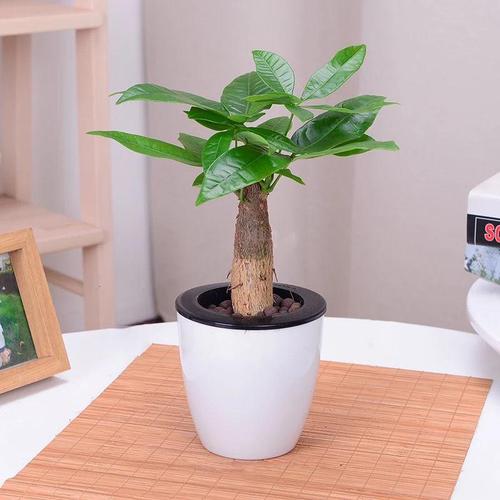 吸水盆发财树发财树盆栽客厅花卉绿植室内绿色植物办公室小盆景视频
