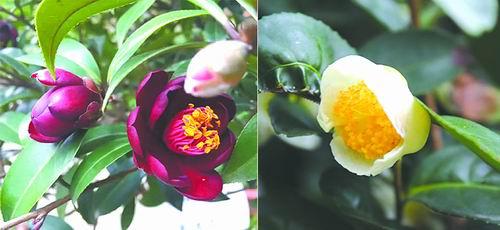茶树不赏花