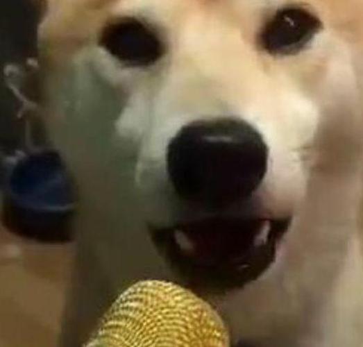 当柴犬遇到麦克风,谁能控制住它不羁的灵魂?