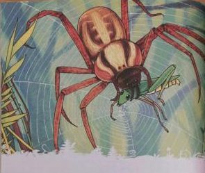 蜘蛛巷的迷宫高手 |《昆虫记》之迷宫蛛