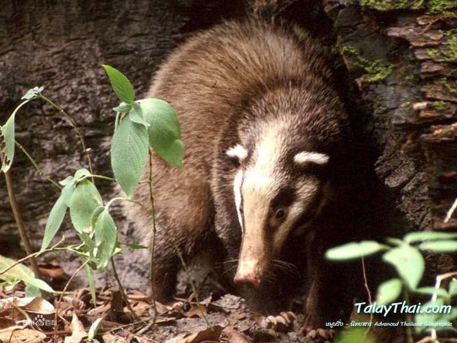 的英文单词为badge,故獾称之为badger),brock; 又名: 狗獾,猪獾,獾子