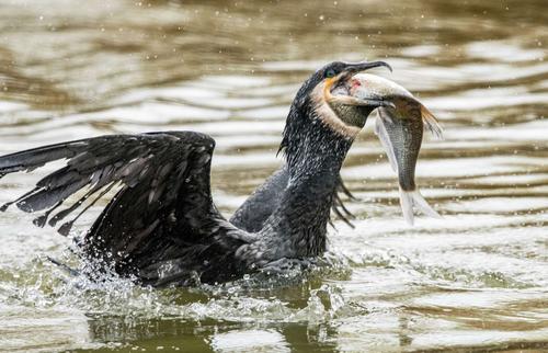 鸬鹚捕鱼