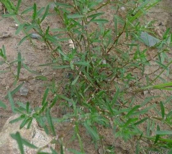 扁蓄bianxu是一种什么样的植物