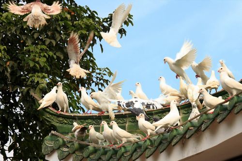 公园的鸽子