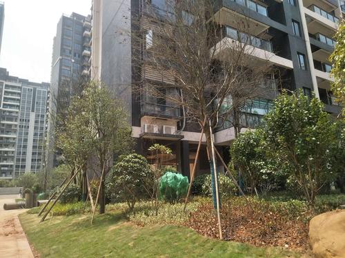 金时花园二期2-3-4-5 标段绿化进行中