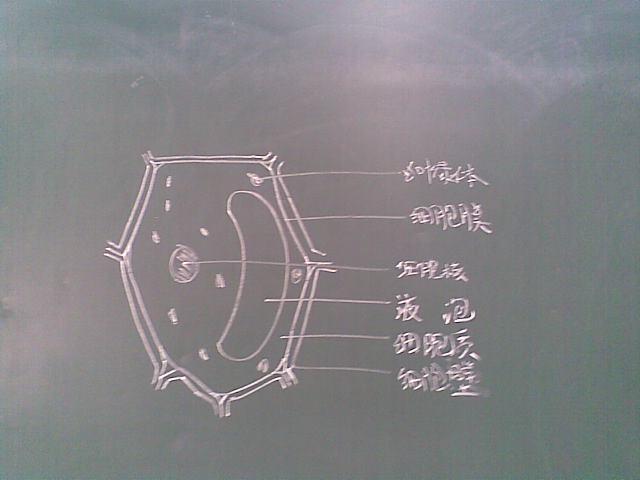 怎么画植物细胞
