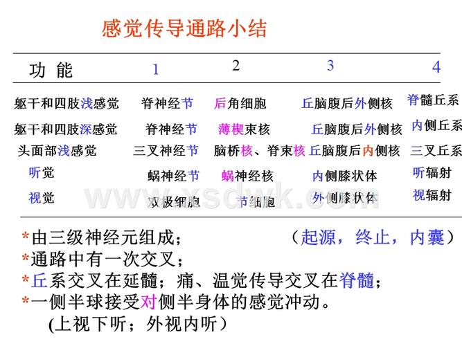 中山大学神经解剖学 06 感觉传导通路.ppt