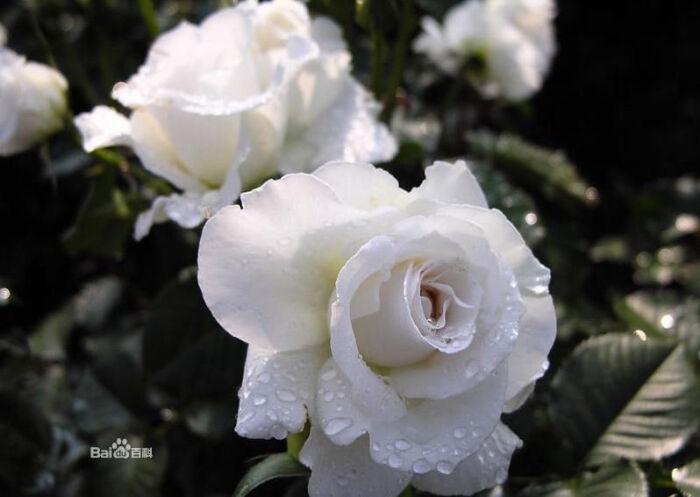 白蔷薇_花语图册_百度百科