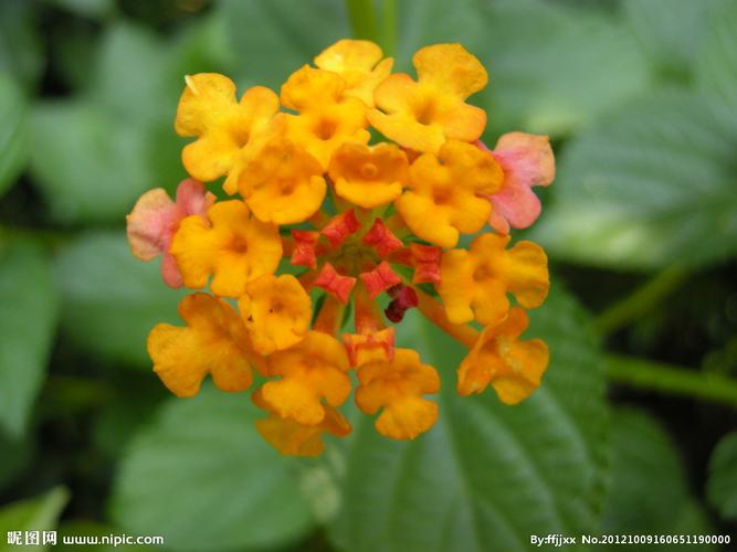 五色花摄影图__花草_生物世界_摄影图库_昵图网nipic.
