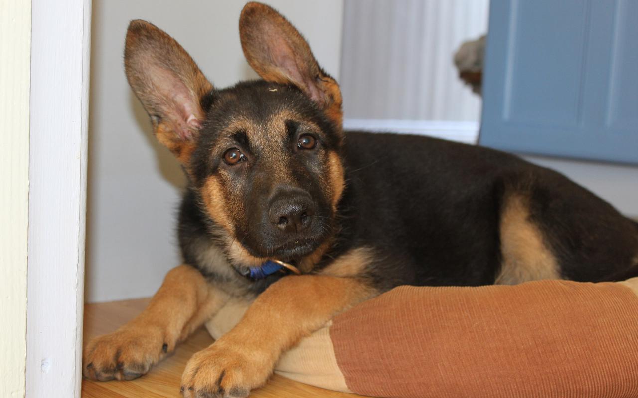 德国黑背犬图片桌面壁纸之凶猛