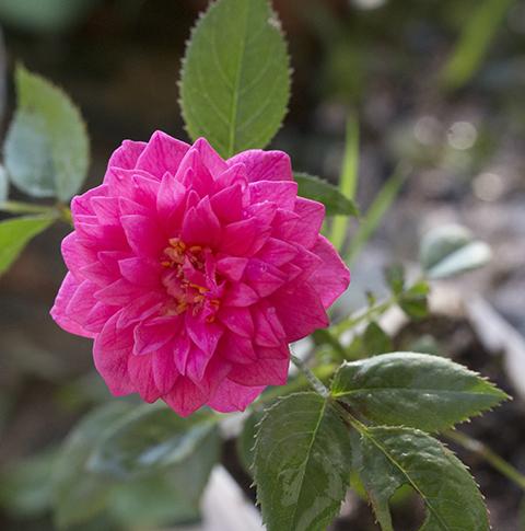 阳台月季,榴花秋舞