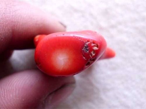 红珊瑚鉴别:红珊瑚的真假辨别及常见仿品