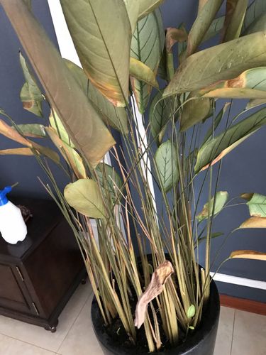 飞羽竹芋叶子一直在黄,是不是烂根了,有没有补救的办法?