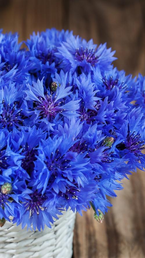 蓝色矢车菊,花束 iphone 壁纸