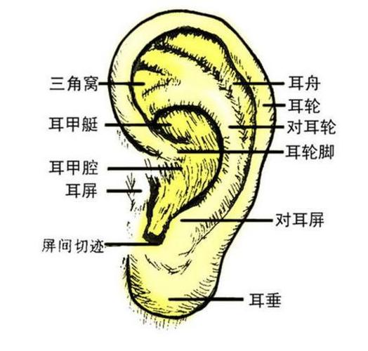 耳朵的穴位图