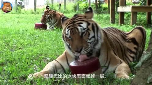 地球上最无敌的动物,没人吃过它的肉,连中国吃货也不
