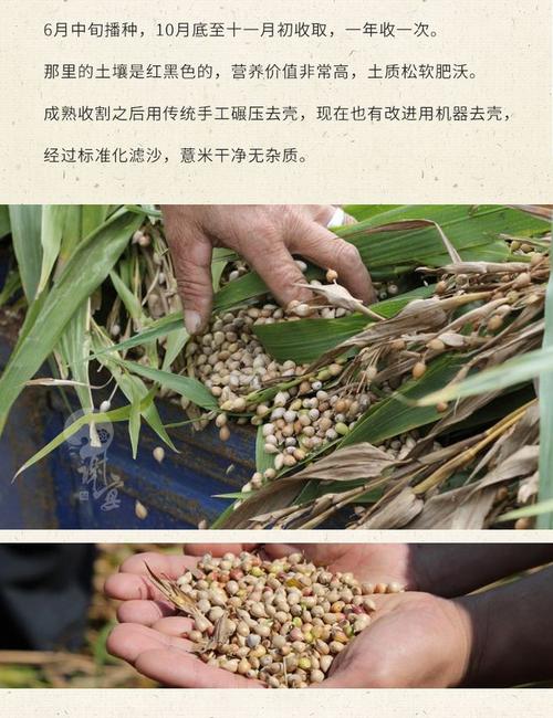 谢怡薏米宁化小薏仁米薏米仁农家新鲜非贵州红豆五谷杂粮粗粮1kg-淘宝