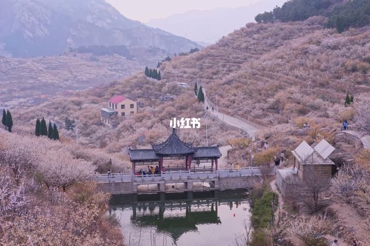 青岛 大崂樱花谷_樱花_大崂樱桃谷自由行热门攻略_青岛中山公园_赏花